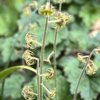 カンアオイ,ヤマルリソウ☆,コチャルメルソウ,ムラサキ科,山野草の画像