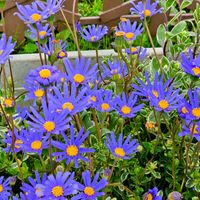 スイセン,ブルーデージー,水仙,シナガチョウ,満月の夜の画像