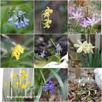 クロッカス,スイセン,スノードロップ,バージニアブルーベル,シラービフォリアの画像