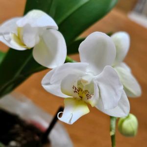 チューリップ,ネモフィラ,胡蝶蘭,ベロニカ・オックスフォードブルー,ジュンベリーの画像