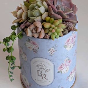 多肉植物,葉挿し,多肉寄せ植え,実生苗,実生っ子の画像