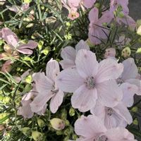 デルフィニウム,小さな庭の画像