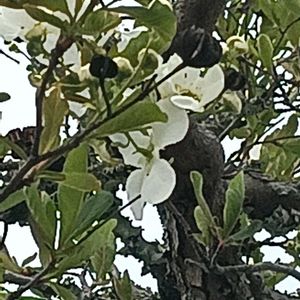 タイサンボクの画像