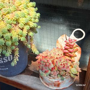 多肉植物,癒される,no green no life,多肉植物のある暮らし,鳥取県の画像