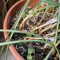 サフラン,シロヤマブキの画像