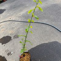 ルリマツリの画像