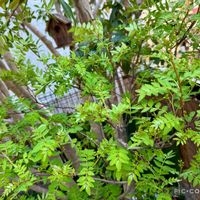 山椒,山椒の木,サンショウ,朝倉山椒,木の芽(サンショウ)の画像