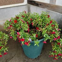 カリブラコア,バーベナ ピンクパフェ,ミスピーチ姫,赤い花,ピンクの花の画像