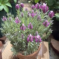 フレンチラベンダー,フレンチラベンダー,ベランダガーデニング,バルコニーガーデニング,ベランダの画像