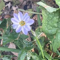 ハナニラ,プリンセチア,黒葉スミレ,玄関先,みちばたの画像