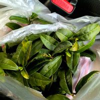 茶の木,挿し木,キッチンの画像