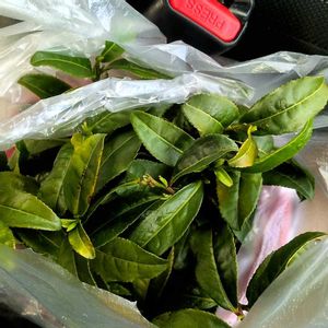 茶の木,挿し木,キッチンの画像