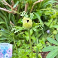 アネモネ 絢香,花のある暮らし,美しい花,春爛漫！,GSに感謝。の画像