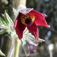 オキナグサ,山野草,春がきた♪,筑波実験植物園,山野草大好きの画像