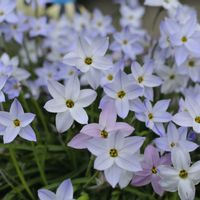 ハナニラ,ハナニラ(イフェイオン),ガーデニング,ナチュラルガーデン,マイガーデンの画像