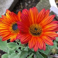 アークトチス,鉢植え,花のある暮らし,植物のある暮らし,植中毒の画像