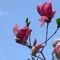 モクレン,ハクモクレン,ハクモクレン,ムラサキモクレン,ムラサキモクレンの画像