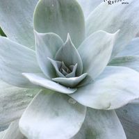 ダドレア,タニラー,ダドレア属,その他部屋の画像