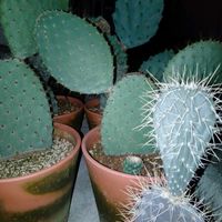 多肉植物,観葉植物,agave,海を感じるインテリア, サボテンの画像