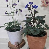 風鈴おだまき,スイートピー アズレウス,繋がりに感謝✨,シーサー祭,輝かしい未来の画像