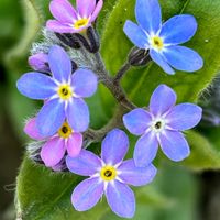 ネモフィラ,ワスレナグサ,公園,近所,佐鳴湖花壇の画像
