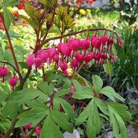 タイツリソウの画像