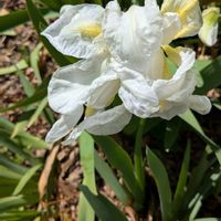 ジャーマンアイリスの画像