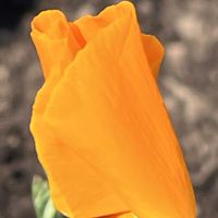 ポピー,オレンジ,オレンジの花,オレンジ色の花,金曜日の蕾たちの画像