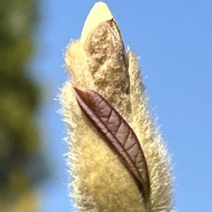 コブシ,白い花,青空,金曜日の蕾たち,花を通じて愛と平和をの画像