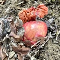 フキノトウ,フキノトウ,ルバーブ,ルバーブ,ルバーブの画像