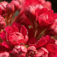 カランコエ,赤い花,金曜日の蕾たち,花を通じて愛と平和を,ほら、綺麗な花でしょ！の画像