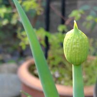 ネギ,ネギ坊主の画像