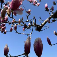 モクレン,ピンク,ピンクの花,青空,ピンクワールドへ ようこその画像