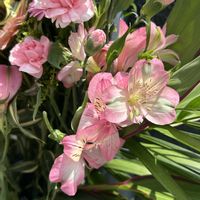 アルストロメリア,可愛いピンク色♡,iPhone撮影,ホッコリ,小さな幸せ♡の画像