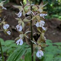 エビネ,シラユキゲシ,エビネラン,キエビネ,キエビネ (黄えびね)の画像