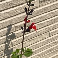 サルビア,宿根サルビアレッドコーラス,熊本,熊本から,宿根草♪の画像