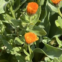 キンセンカ,オレンジ,オレンジの花,オレンジ色の花,金曜日の蕾たちの画像