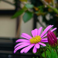 ハナニラ,ハナモモ,ブラキカム,リキュウバイ,ハナカイドウの画像