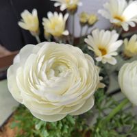 ラナンキュラス,乙女心,ガーデニング,白い花,かわいいな♡の画像