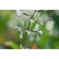 ルッコラ,ハーブ,こぼれ種っ子,ミラーレス一眼,金曜キラキラの画像