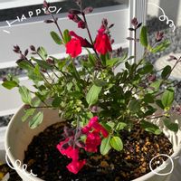 チェリーセージ,チューリップ,ムスカリ,ラナンキュラス　ラックス,源平枝垂れ桃の画像