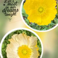 アイスランドポピー,アイスランドポピー(シベリアヒナゲシ),昭和記念公園,平和を願う,幸せの黄色いお花の画像