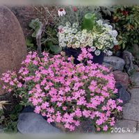 シレネ,可愛い,美しい,ピンク❤︎ピンクの画像