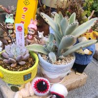 ハナニラ,ヘリクリサム,月兎耳錦,雪蜂(優木園さん)×ラウイ,ブースカの画像