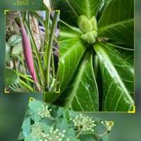 コデマリ,アデニウム,ヨウラクツツアナナス,ブルーエレガンス,紫陽花  ティンカーベルの画像