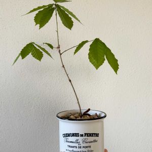 クヌギ,クヌギ,盆栽,実生,小品盆栽の画像