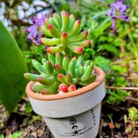 ムラサキケマン,乙女心,多肉植物,大好き,お気に入り♡の画像