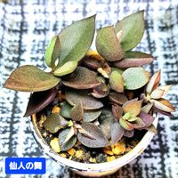 カランコエ,仙人の舞,カランコエ 仙人の舞,カランコエ属,挿し芽の画像