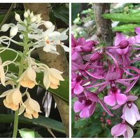 アザレア,エビネ,レウィシア,三時草,お月様の画像