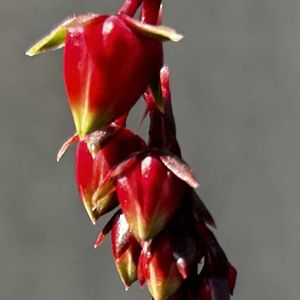 レッドライト,多肉植物,癒し,多肉花芽の画像